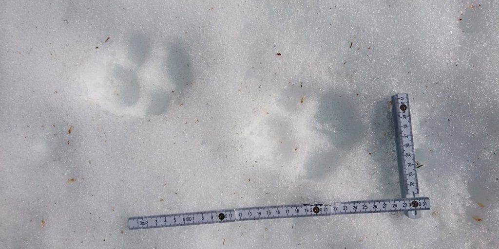 SPORING PÅGÅR: Frem til 31. mars spores ulv i norske revir og grenserevir. Så langt er 94 til 98 ulver påvist. Foto: SNO.