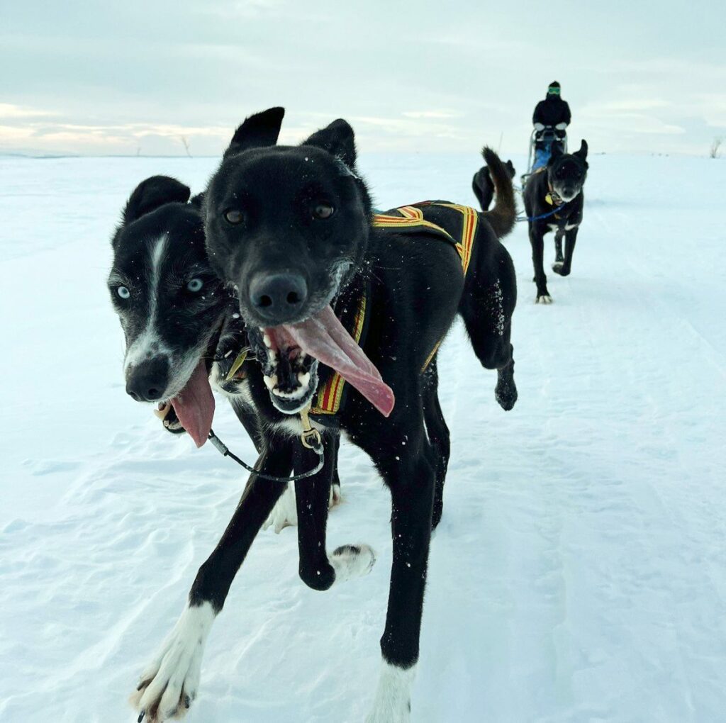 KLARE FOR START: Margit Roll Tangen står bak hundespannet når Femundløpet starter torsdag, mens Jørgen Guldhaug Kalfoss jobber i støtteapparatet. Foto: Privat.